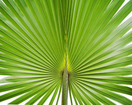 green palm leaf isolated on white の写真素材
