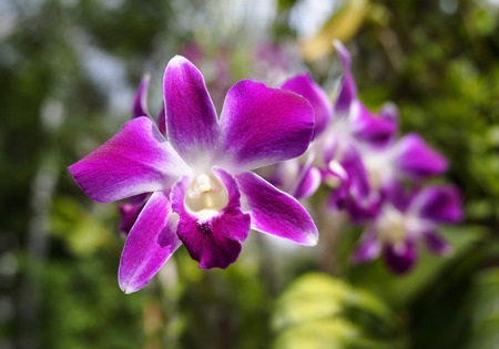 colorful orchid flower on farm in natureの写真素材