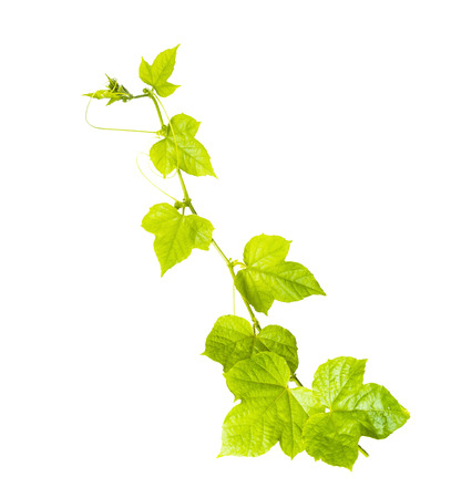 green ivy isolated on white backgroundの写真素材