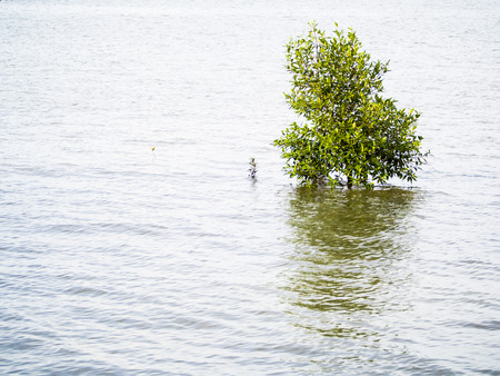 small mangrove tree on the coast of the seaの写真素材