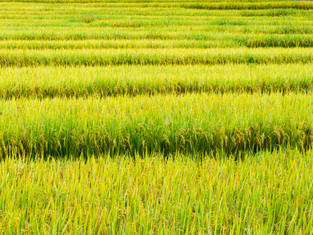 rice in the field ready to harvestの写真素材