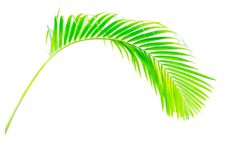 green leaf of palm isolated on white の写真素材