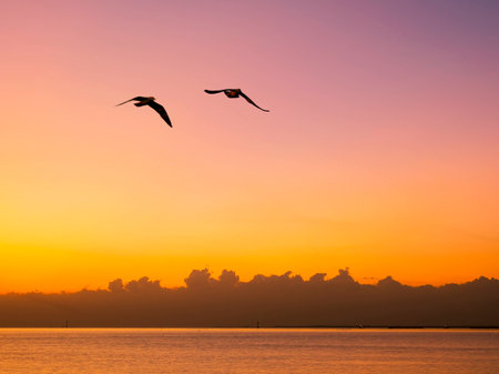 flying seagulls over the sea on sunset backgroundの写真素材