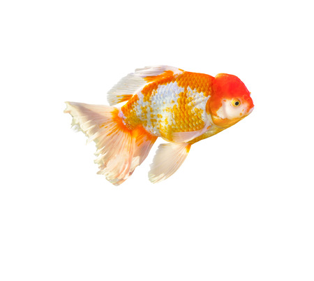 single goldfish isolated on white backgroundの写真素材