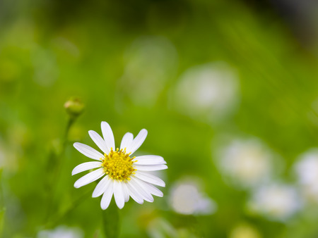 white daisy on green nature background