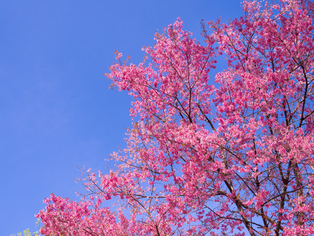 pink cherry flowers blossom on branch against blue sky background