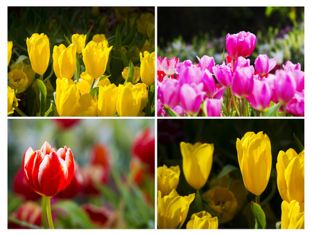 yellow tulip flowers on the garden, outdoorの写真素材