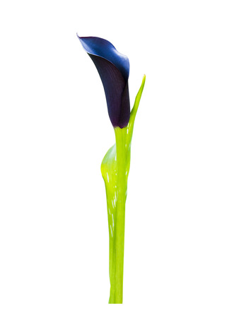beautiful calla lily isolated, fresh flower for decorationの写真素材