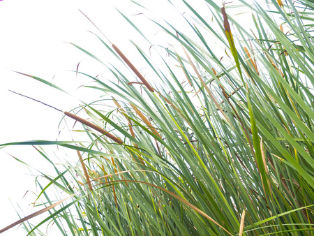 green grass meadow on white backgroundの写真素材
