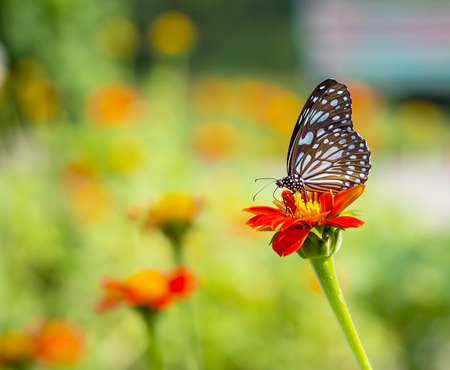 beautiful butterfly on flower in the outdoor natureの写真素材