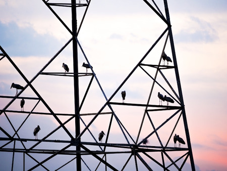 silhouette of big birds on electrical tower on Sunset skyの写真素材