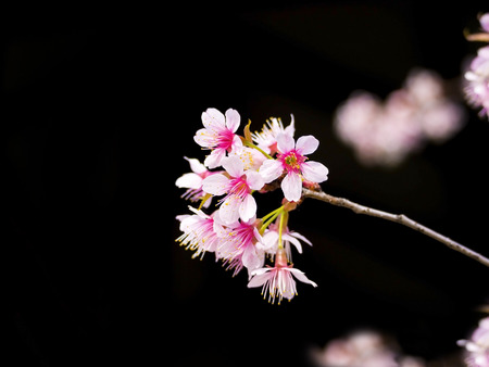 beautiful cherry flowers blooming on black backgound, outdoorの写真素材