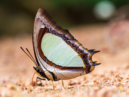 butterfly on the ground in the outdoor natureの写真素材