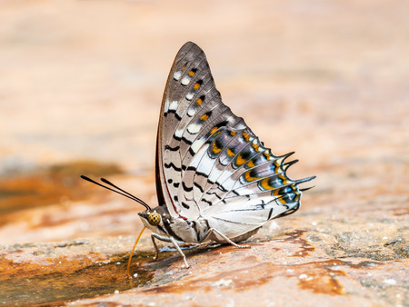 butterfly on the ground in the outdoor natureの写真素材