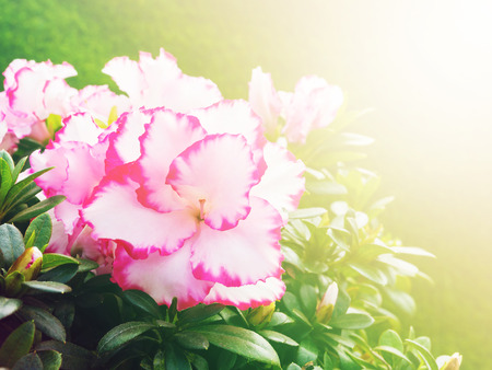 beautiful flowers on outdoor nature park, soft light addedの写真素材