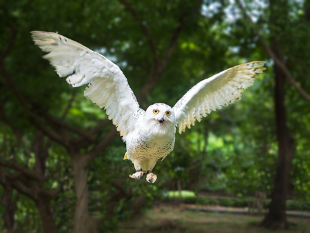 snow owl in flying action with wing full spand, see at cameraの写真素材
