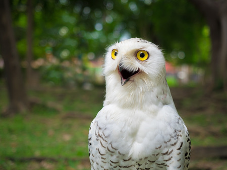 head shot of snow owl in the outdoor parkの写真素材