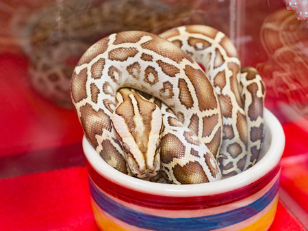 alive snake lies on a cup on red carpet , indoor  roomの写真素材