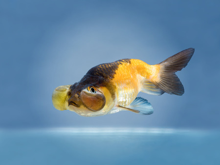 beautiful golden fish on bright blue background, people feed then as a pet in aquatic hobbyの写真素材