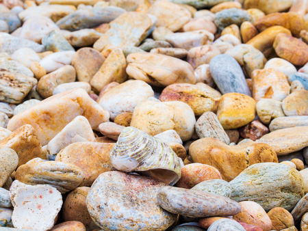 sea shell and granite rock stones, natural texture background