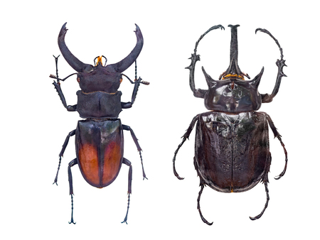 close up on insect Beetle Hexarthrius deyrollei , beetle,or bug, isolated on white backgroundの写真素材