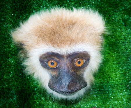 close up on monkey face, the mammal primate in exhibition