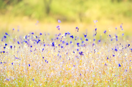 wild flower field with soft light effect added with selective focus techniqueの写真素材