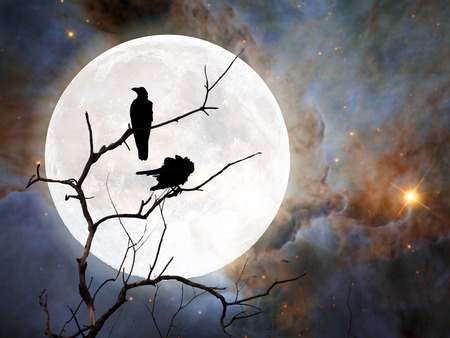 silhouette of crows on dry wooden stick. Elements of this image furnished by NASAの写真素材