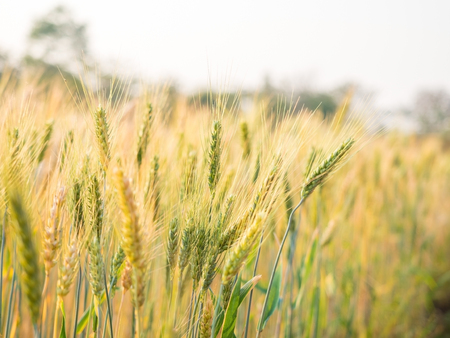 ears of wheat in the countryside field ready to harvest