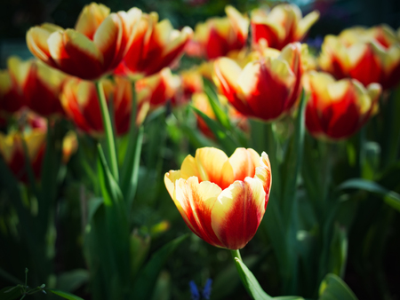 beautiful tulip flower head on the outdoor parkの写真素材
