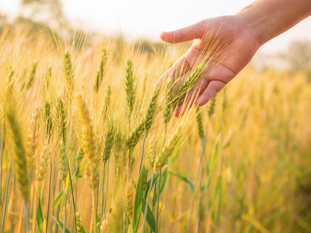 woman and ears of wheat in the countryside field ready to harvest