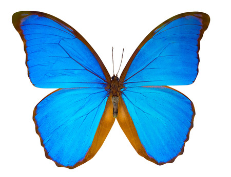 beautiful blue butterfly bug isolated on white backgroundの写真素材