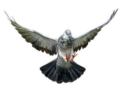 flying pigeon bird in action isolated on white backgroundの写真素材