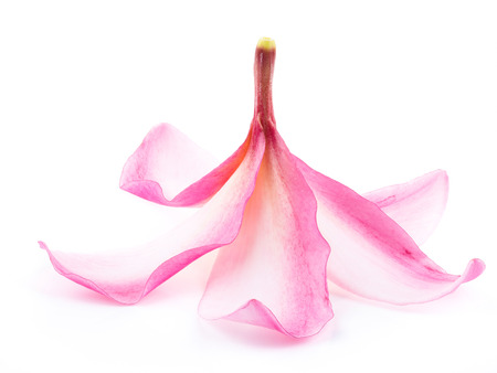 beautiful plumaria flowers on white background, stacking focus added, all objects are in focusの写真素材