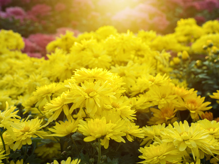 beautiful yellow of Chrysanthemum flowers , soft light addedの写真素材
