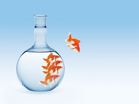 golden fish on chemical laboratory glassware on blue gradient background, business concept, leader in risk among other.の写真素材