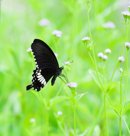 close up shot on beautiful butterfly Paris peacock licking on white flower in the outdoor natureの写真素材