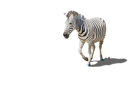 alive zebra with striped pattern on its skin, isolated on white backgroundの写真素材