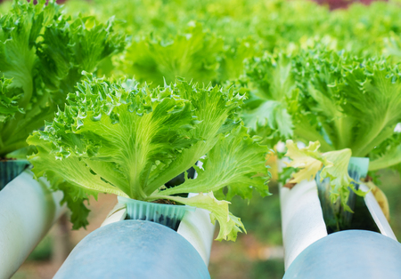 modern vegetable farm on hydroponic gardening plantationの写真素材
