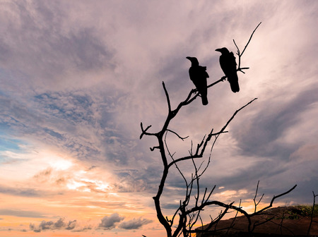 Silhouette branch of dead tree and crow isolated on sunset background