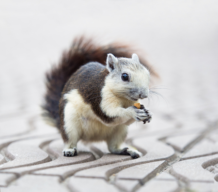 domestic squirrel eating seed corn on outdoor parkの写真素材