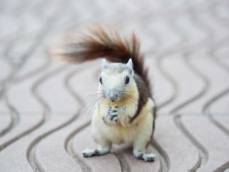 domestic squirrel eating seed corn on outdoor park