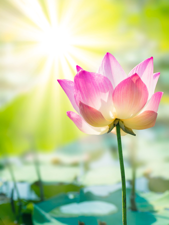 pink lotus flower on outdoor blur background in natureの写真素材
