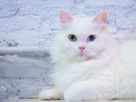 close up shot on single cute fluffy cat on indoor floorの写真素材