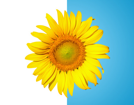 beautiful sunflowers blooming on the outdoor farmの写真素材