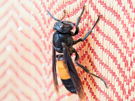 close up of hornet insect, stack focus added, it is a dangerous poisonous venom animal on earth