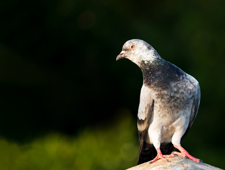 grey domestic pigeon bird in city parkの写真素材