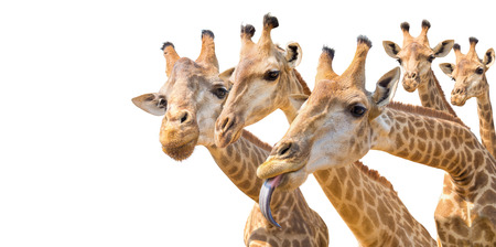 lovely giraffe head isolated on white backgroundの写真素材