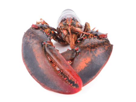 close up shot on lobster on white background, seafood menu for meal or dinnerの写真素材
