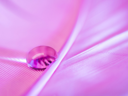 macro shot of water drop on the poultry feather, Beautiful light and blurred soft background in colorful shade.の写真素材